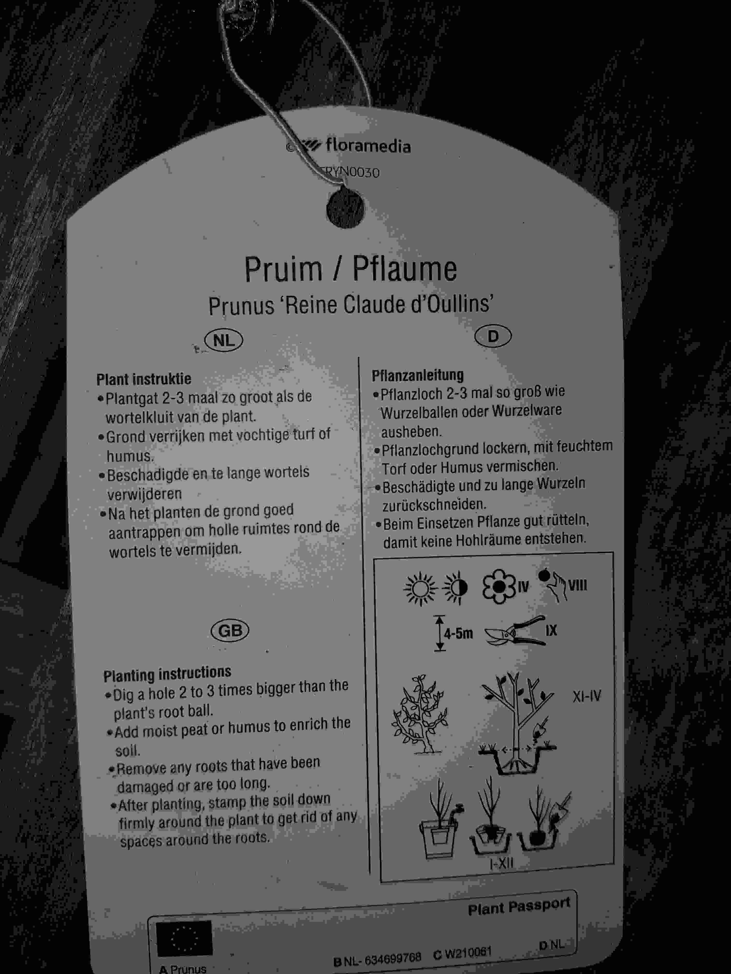 reine claude d'oullins20221128_170551.jpg